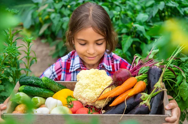 Anak Itu Memegang Sayuran Tangannya Kebun Fokus Selektif Alam — Stok Foto