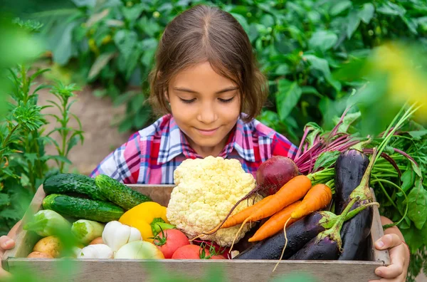 Niño Sostiene Verduras Sus Manos Jardín Enfoque Selectivo Naturaleza — Foto de Stock