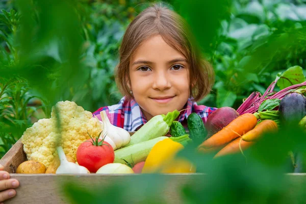 Het Kind Houdt Groenten Zijn Handen Tuin Selectieve Focus Natuur — Stockfoto