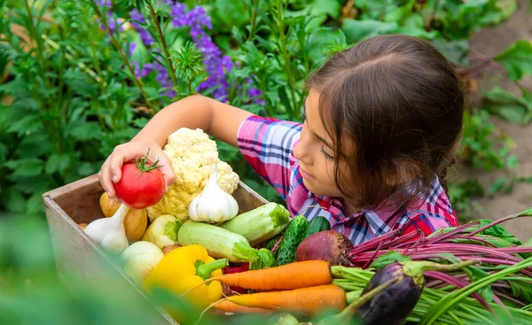 Anak Itu Memegang Sayuran Tangannya Kebun Fokus Selektif Alam — Stok Foto