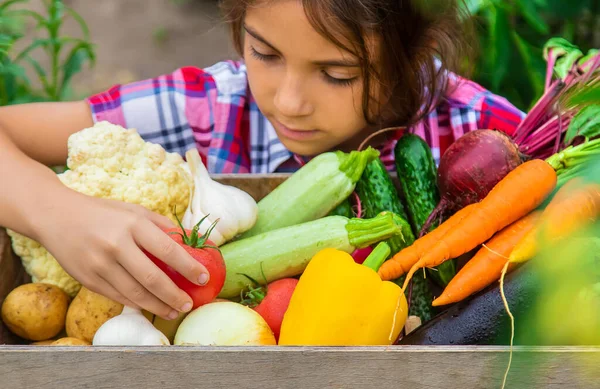 Barnet Håller Grönsaker Händerna Trädgården Selektivt Fokus Natur — Stockfoto