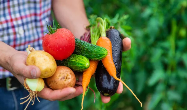 Ένας Αγρότης Κρατά Λαχανικά Στα Χέρια Του Στον Κήπο Επιλεκτική — Φωτογραφία Αρχείου