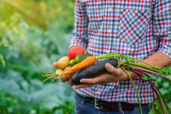 Agriculteur Tient Des Légumes Dans Ses Mains Dans Jardin Concentration — Photo