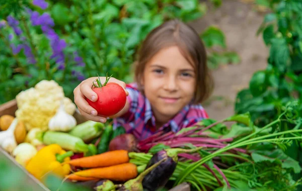 Child Holds Vegetables His Hands Garden Selective Focus Nature Stock Photo