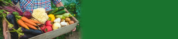Hombre Agricultor Tiene Verduras Sus Manos Jardín Enfoque Selectivo Comida —  Fotos de Stock