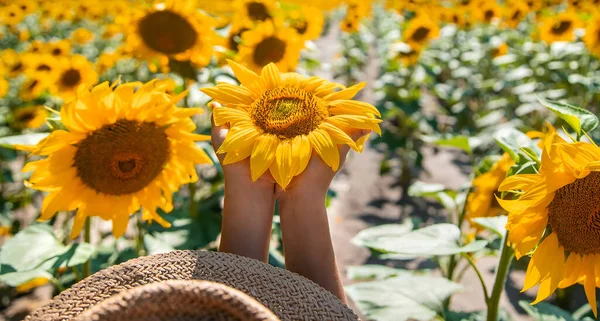 Das Kind Hält Eine Sonnenblume Ihren Händen Selektiver Fokus Natur — Stockfoto