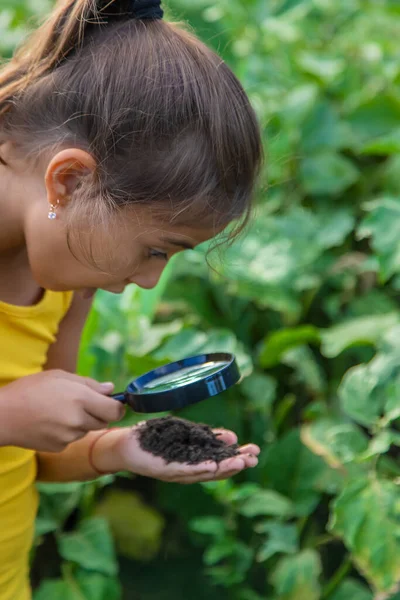 Criança Examina Chão Com Uma Lupa Foco Seletivo Natureza — Fotografia de Stock