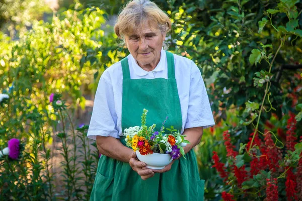 Kvinnan Samlar Medicinalväxter Och Blommor Selektivt Fokus Natur — Stockfoto