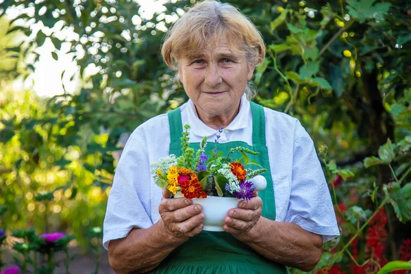 Женщина Собирает Лекарственные Травы Цветы Выборочный Фокус Природа — стоковое фото