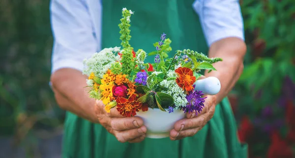 Vrouw Verzamelt Geneeskrachtige Kruiden Bloemen Selectieve Focus Natuur — Stockfoto