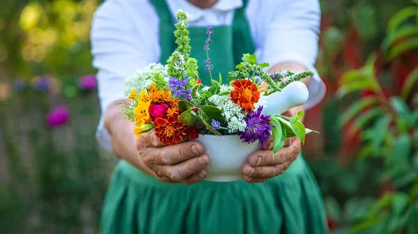 Vrouw Verzamelt Geneeskrachtige Kruiden Bloemen Selectieve Focus Natuur — Stockfoto