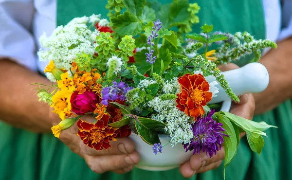 Vrouw Verzamelt Geneeskrachtige Kruiden Bloemen Selectieve Focus Natuur — Stockfoto
