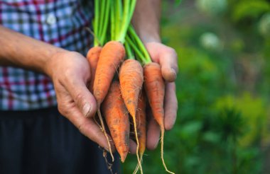 Çiftçi bir adam elinde bir havuç tutuyor. Seçici odaklanma. Yiyecek..