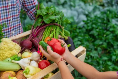 Bahçedeki çiftçinin çocuğu ve babasının ellerinde sebzeler. Seçici odaklanma. Doğa.