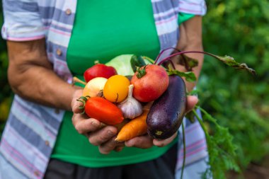 Büyükanne bahçede sebze hasadıyla. Seçici odaklanma. Yiyecek..