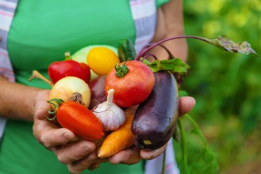 Büyükanne bahçede sebze hasadıyla. Seçici odaklanma. Yiyecek..