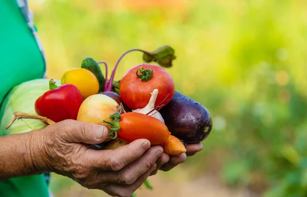 Grandmother in the garden with a harvest of vegetables. Selective focus. Food.