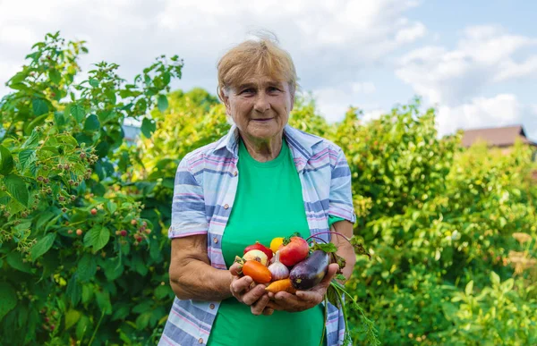 Nagymama Kertben Egy Kis Zöldséggel Szelektív Fókusz Élelmiszer — Stock Fotó