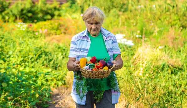 Großmutter Garten Mit Einer Gemüseernte Selektiver Fokus Lebensmittel — Stockfoto