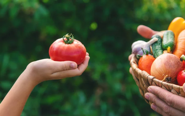 Seorang Petani Memegang Sayuran Tangan Dan Anaknya Fokus Selektif Makanan — Stok Foto