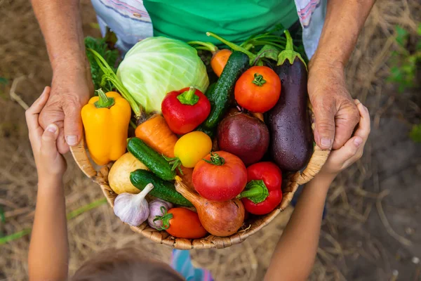 Bahçede Çocuklu Bir Büyükanne Sebze Hasadı Seçici Odaklanma Yiyecek — Stok fotoğraf