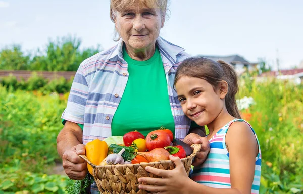 Großmutter Garten Mit Kind Und Gemüseernte Selektiver Fokus Lebensmittel — Stockfoto
