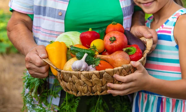 子供と野菜の収穫と庭の祖母 選択的フォーカス 食べ物 — ストック写真