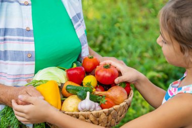 Bahçede çocuklu bir büyükanne ve sebze hasadı. Seçici odaklanma. Yiyecek..