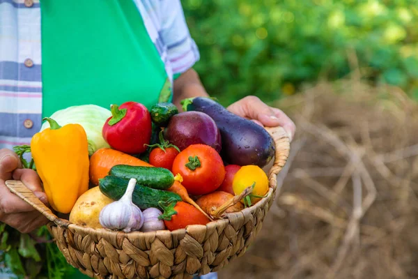 Grandmother in the garden with a harvest of vegetables. Selective focus. Food.