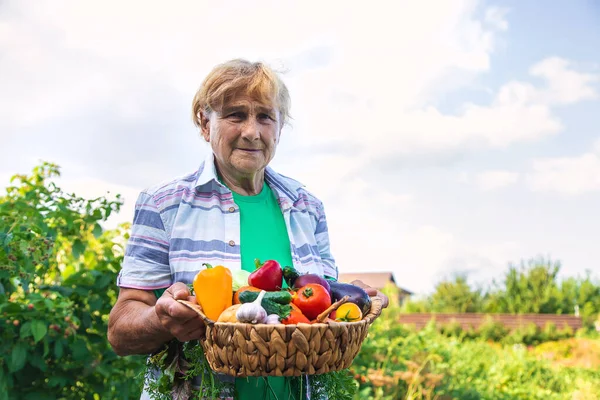 Großmutter Garten Mit Einer Gemüseernte Selektiver Fokus Lebensmittel — Stockfoto
