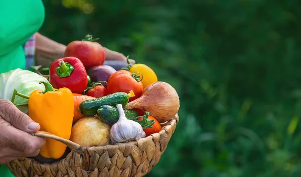 Grandmother in the garden with a harvest of vegetables. Selective focus. Food.