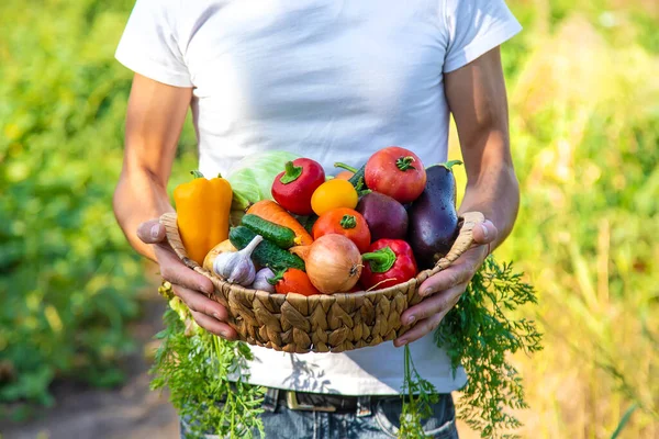 Man Farmer Holds Vegetables His Hands Selective Focus Food — Stock Photo, Image