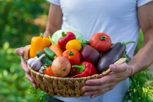 Man Farmer Holds Vegetables His Hands Selective Focus Food — Stock Photo, Image