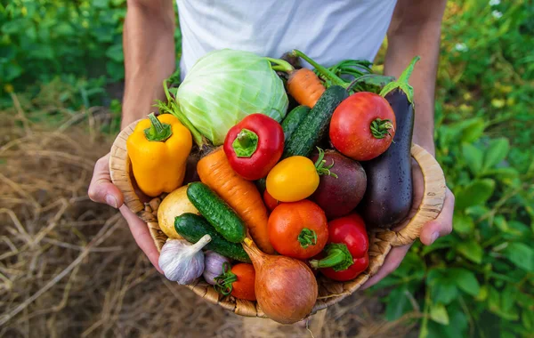 Man Farmer Holds Vegetables His Hands Selective Focus Food — Stock Photo, Image