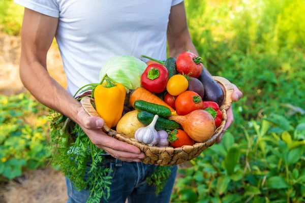 Man Farmer Holds Vegetables His Hands Selective Focus Food — Stock Photo, Image