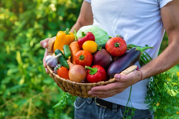 Hombre Agricultor Tiene Verduras Sus Manos Enfoque Selectivo Comida — Foto de Stock