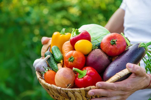 Man Farmer Holds Vegetables His Hands Selective Focus Food — Stock Photo, Image