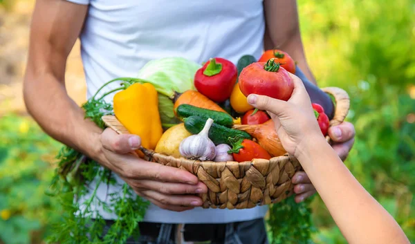 Man Farmer Holds Vegetables His Hands Child Selective Focus Food — Stock Photo, Image