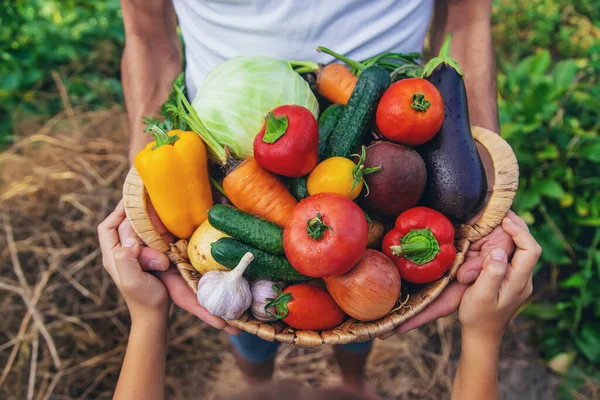 Hombre Agricultor Tiene Verduras Sus Manos Niño Enfoque Selectivo Comida —  Fotos de Stock