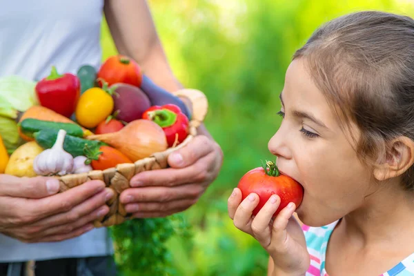 Agricultor Tem Vegetais Nas Mãos Uma Criança Foco Seletivo Alimentos — Fotografia de Stock