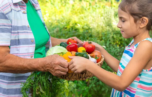子供と野菜の収穫と庭の祖母 選択的フォーカス 食べ物 — ストック写真