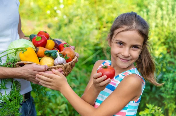 Man Farmer Holds Vegetables His Hands Child Selective Focus Food Royalty Free Stock Photos