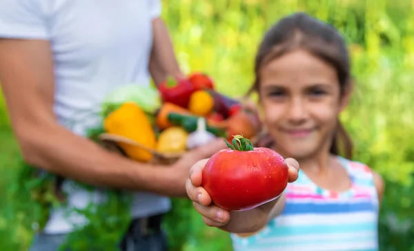 Man Farmer Holds Vegetables His Hands Child Selective Focus Food Stock Picture