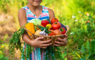 Çocuk bahçede sebzeleri elinde tutuyor. Seçici odaklanma. Çocuk.
