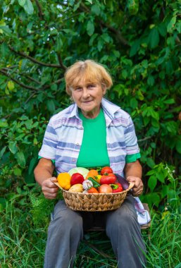 Büyükanne bahçede sebze hasadıyla. Seçici odaklanma. Yiyecek..