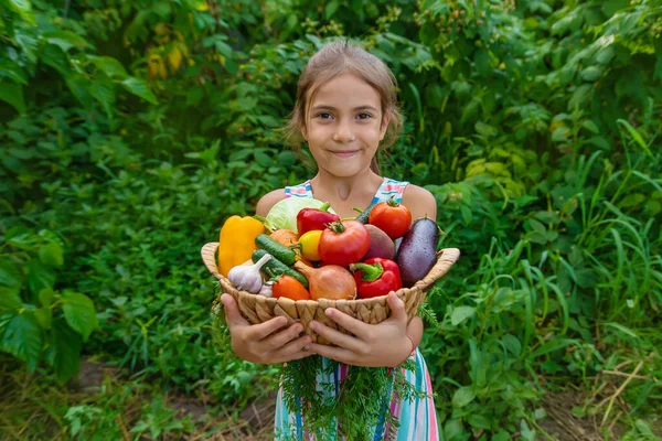 Anak Itu Memegang Sayuran Tangannya Kebun Fokus Selektif Anak — Stok Foto