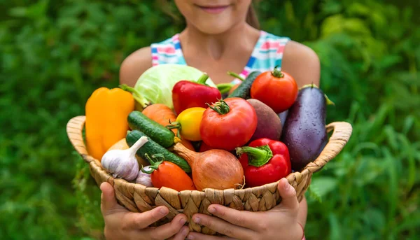 Παιδί Κρατά Λαχανικά Στα Χέρια Του Στον Κήπο Επιλεκτική Εστίαση — Φωτογραφία Αρχείου
