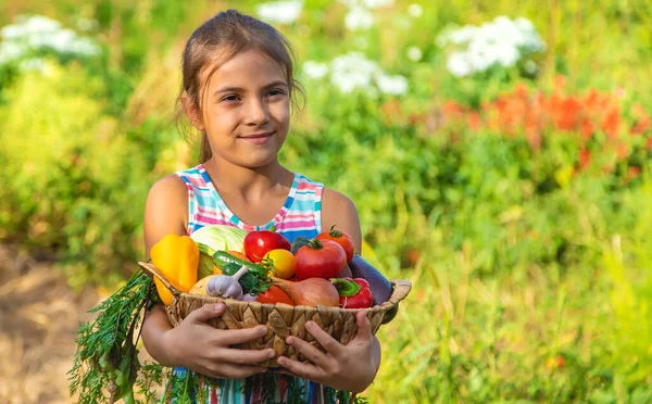 Anak Itu Memegang Sayuran Tangannya Kebun Fokus Selektif Anak — Stok Foto