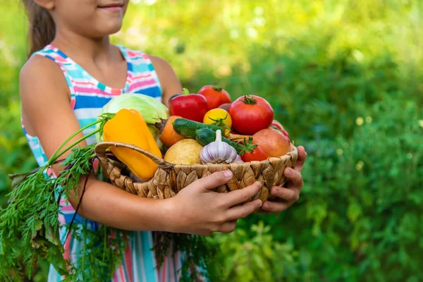 Anak Itu Memegang Sayuran Tangannya Kebun Fokus Selektif Anak — Stok Foto