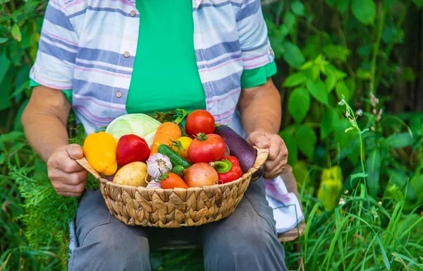 Büyükanne Bahçede Sebze Hasadıyla Seçici Odaklanma Yiyecek — Stok fotoğraf